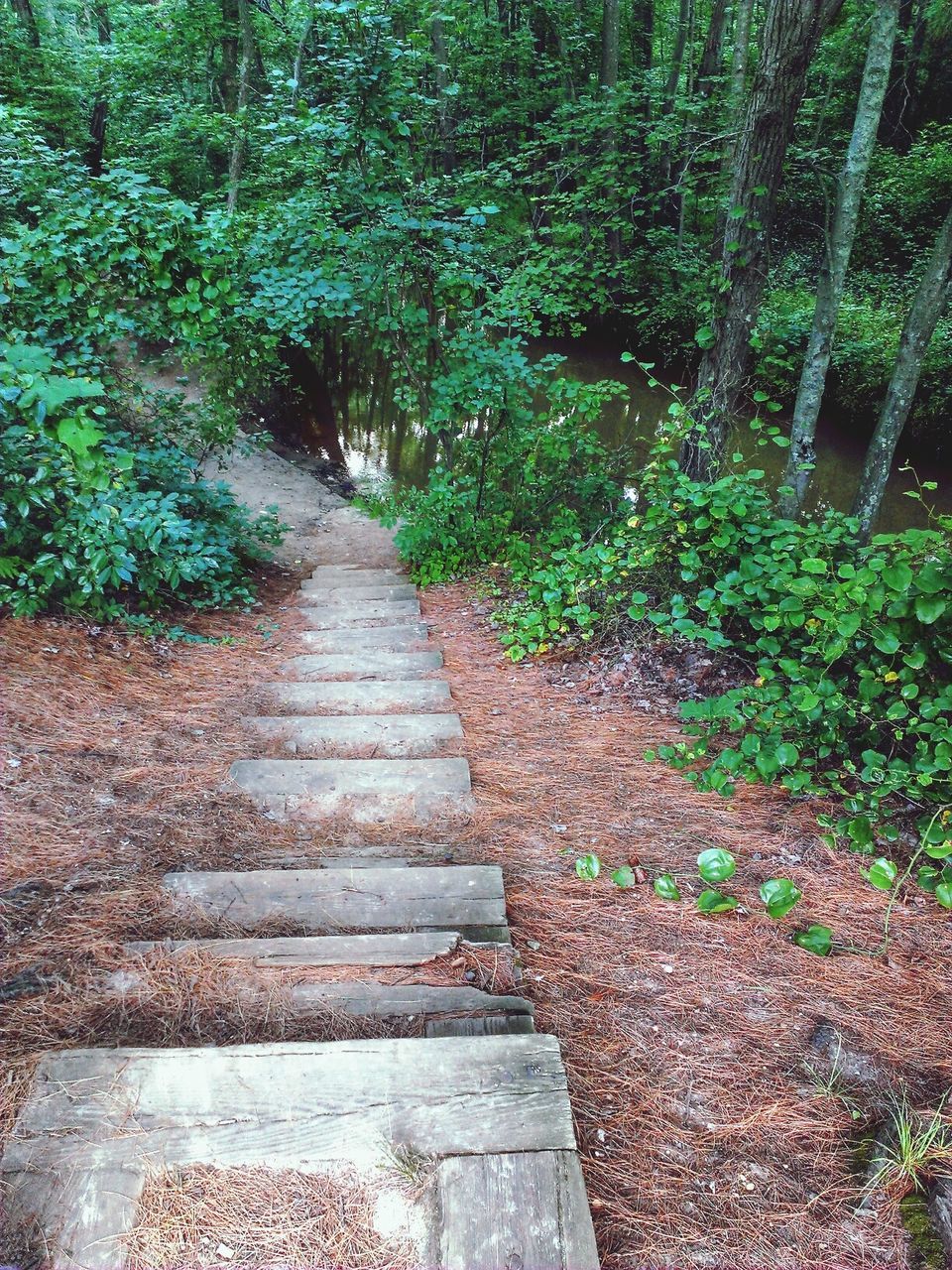 Stairs along trees in the forest
