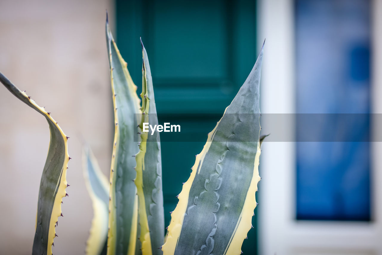 CLOSE-UP OF PLANTS AGAINST BLUE WINDOW