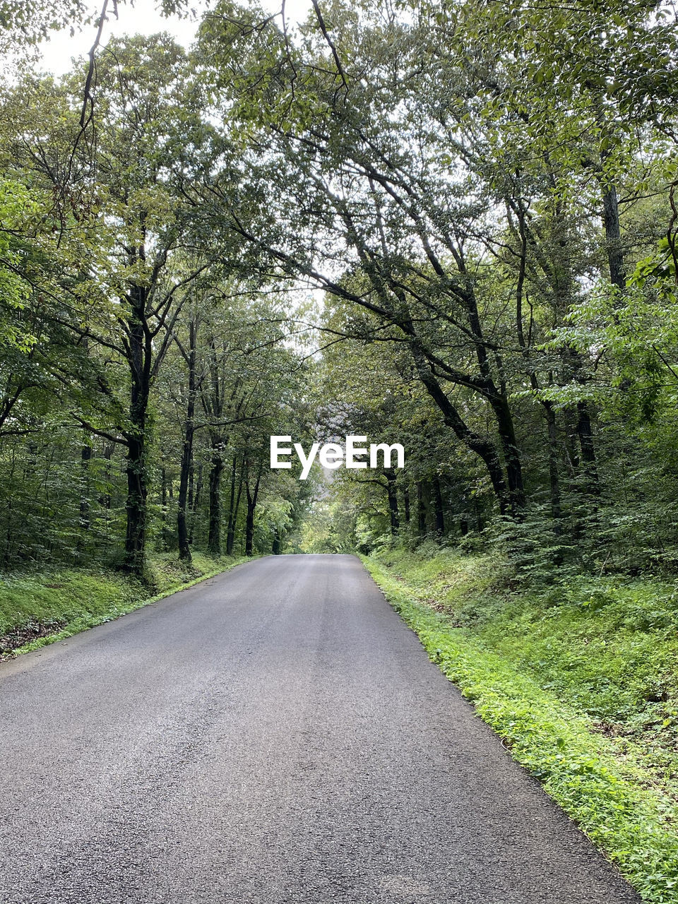 EMPTY ROAD AMIDST TREES AND PLANTS IN FOREST