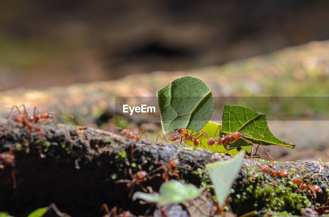 nature, green, leaf, autumn, plant part, plant, flower, macro photography, no people, selective focus, close-up, growth, day, food, outdoors, land, food and drink, wildlife, grass, sunlight, beauty in nature, environment, animal wildlife, tree, soil, fruit, freshness, animal, insect, healthy eating, animal themes
