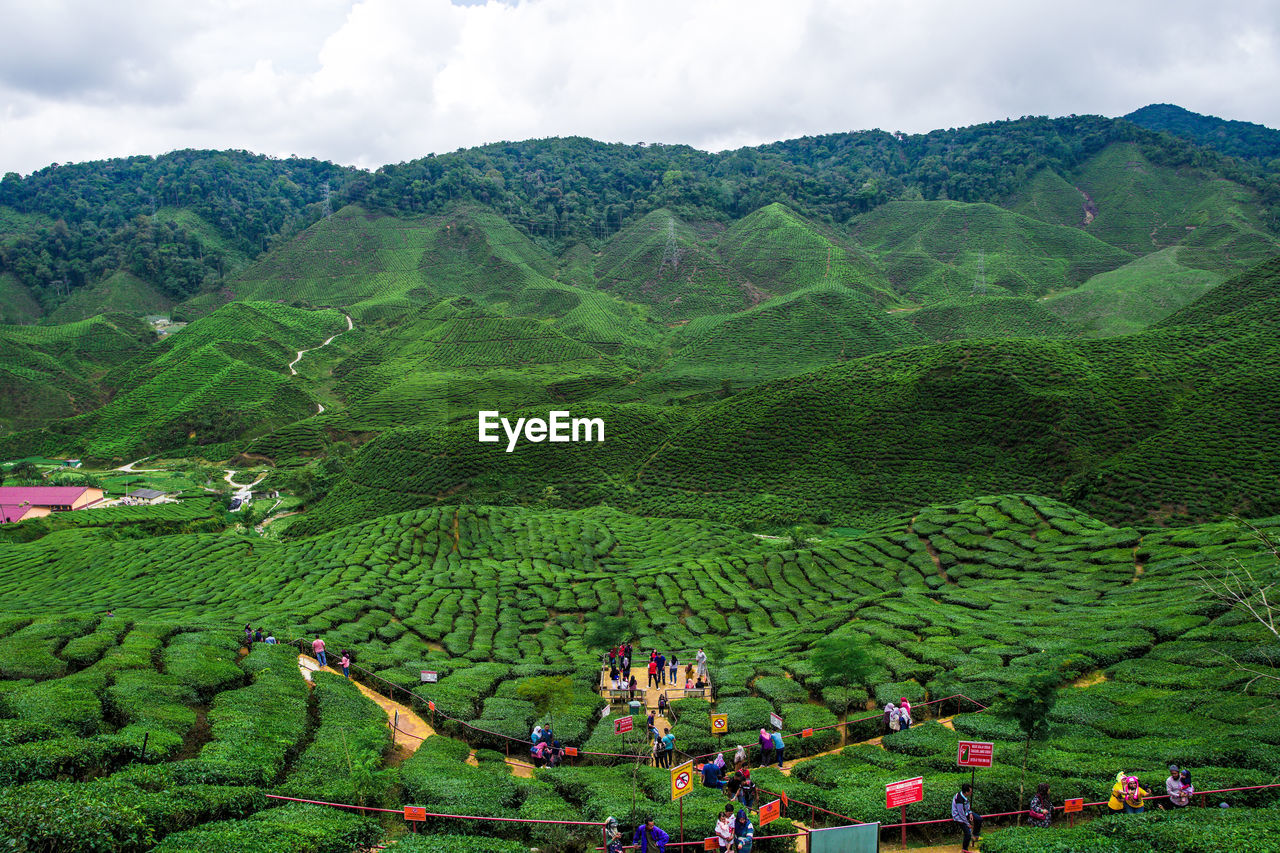 View of green tea plantation, cameron highlands farm during the weather after rain