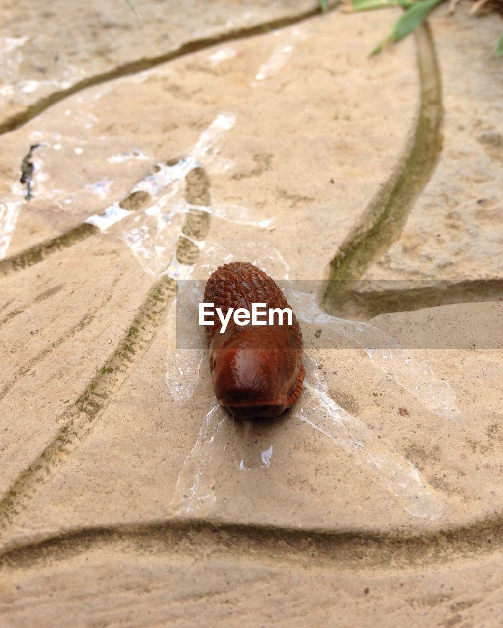 SNAIL ON GROUND