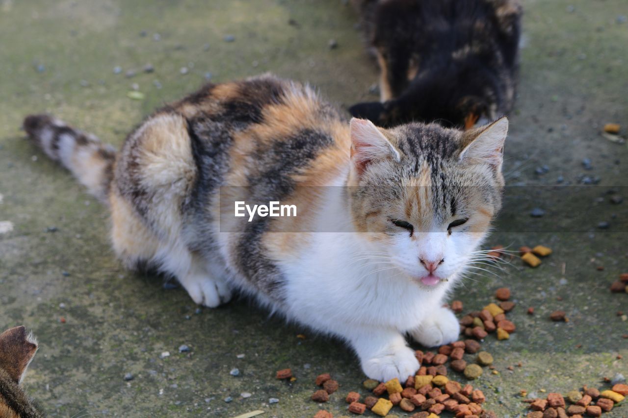 CLOSE-UP OF CAT ON GROUND