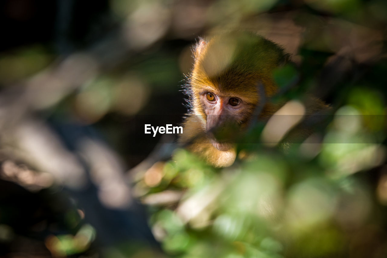 High angle view of barbary macaque