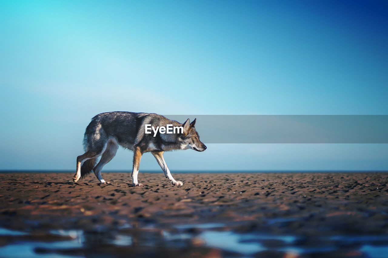 dog standing on beach