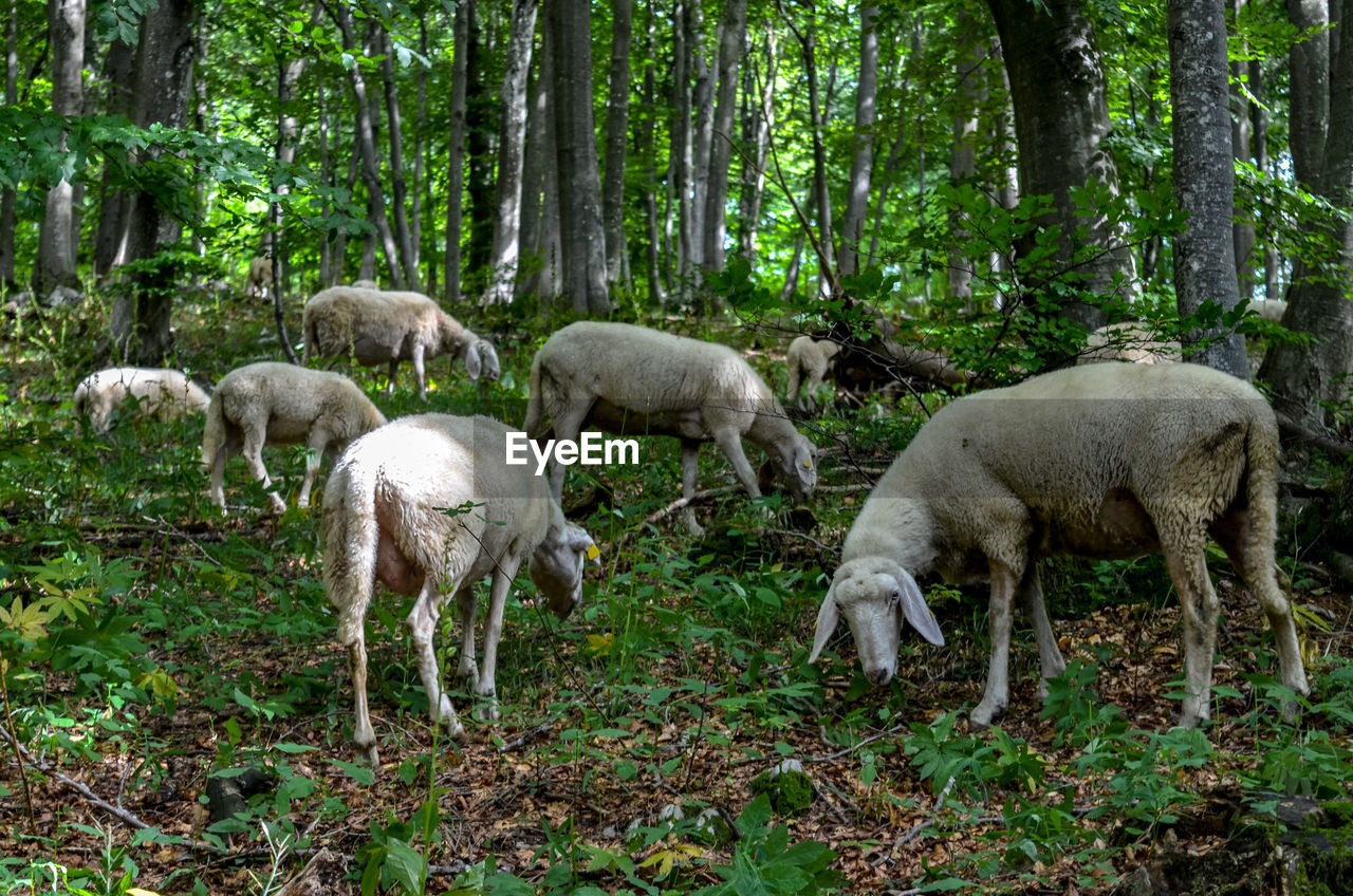 Sheep grazing in a forest