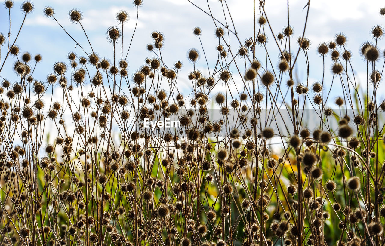 PLANTS GROWING ON FIELD AGAINST SKY