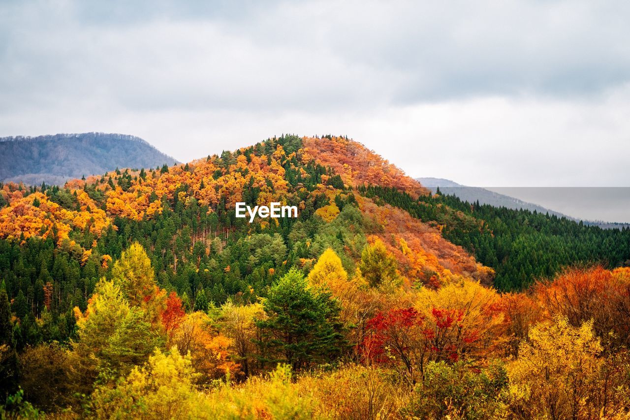 Scenic view of forest against sky during autumn