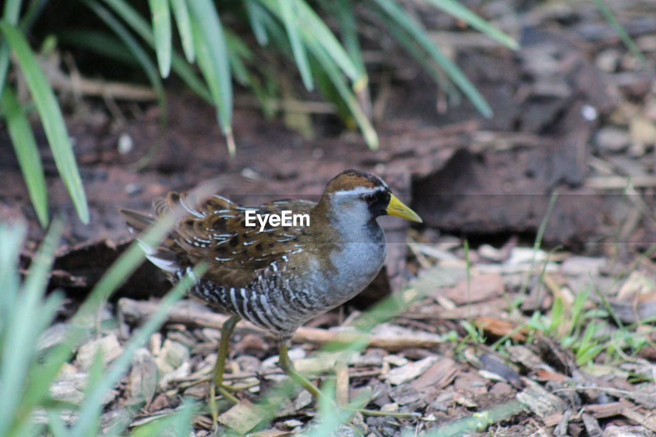 CLOSE-UP OF BIRD PERCHING ON LEAVES