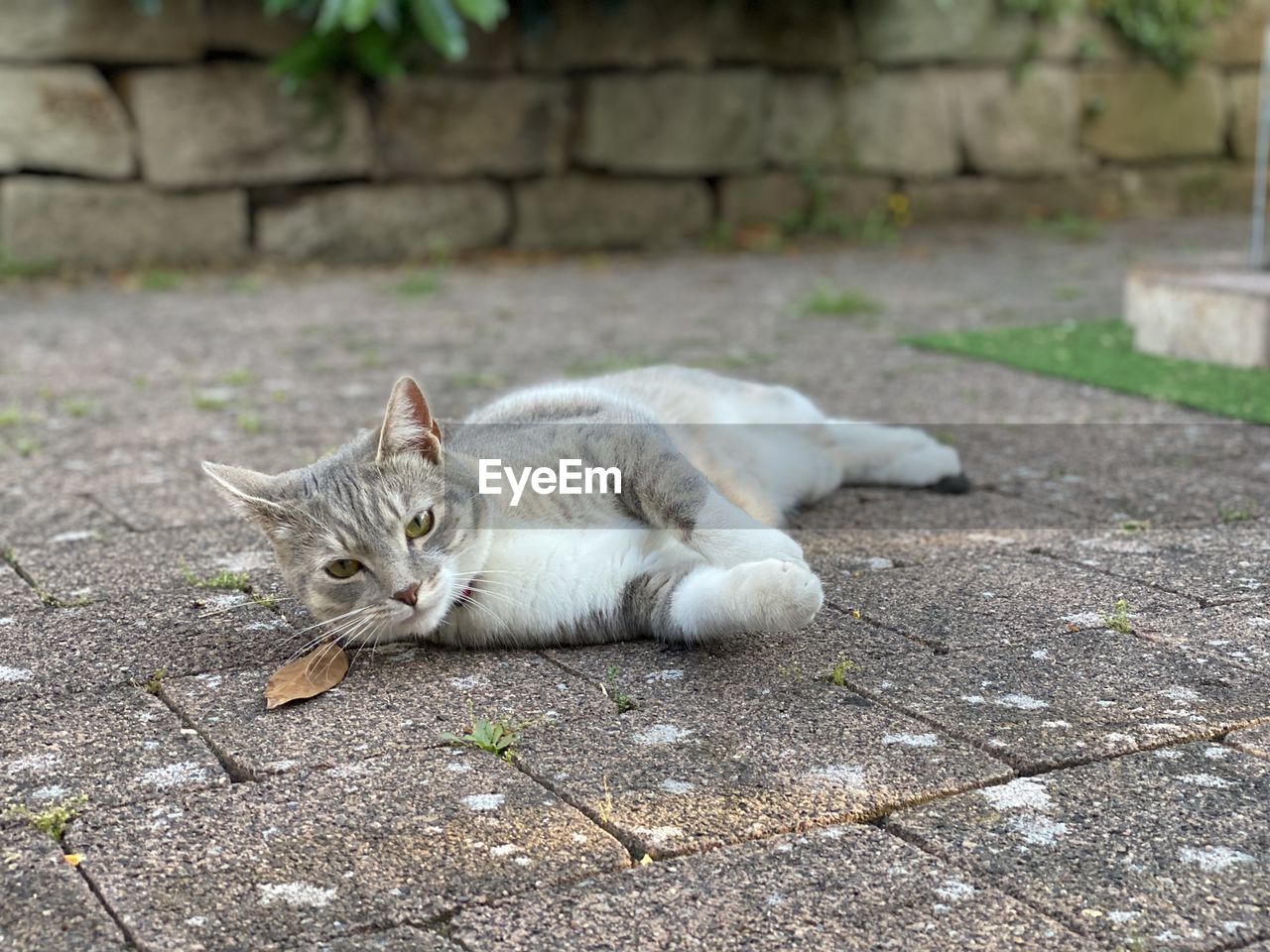 Portrait of a cat resting on footpath