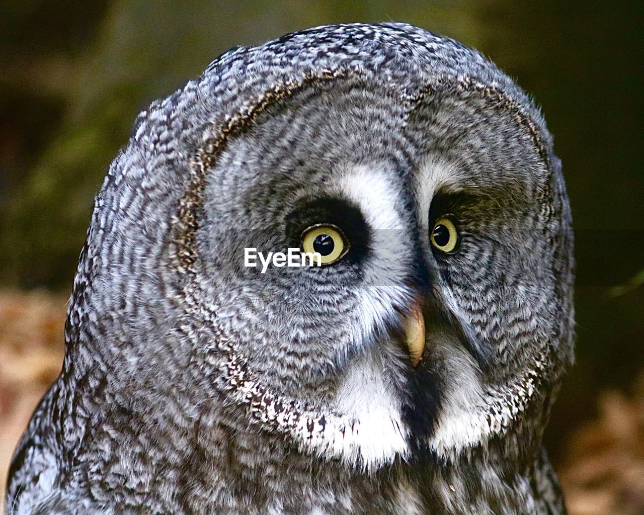 PORTRAIT OF OWL