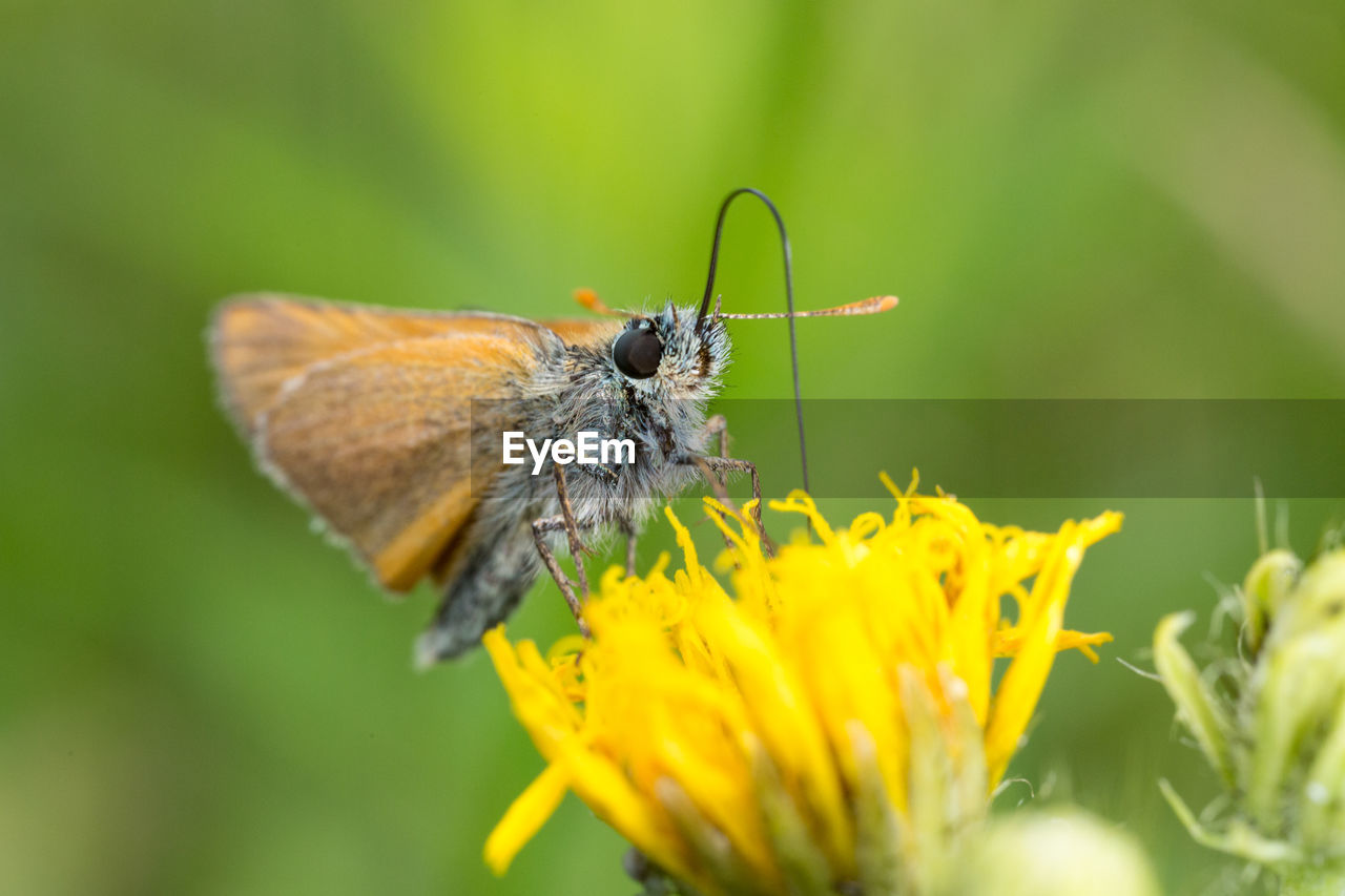 CLOSE-UP OF BUTTERFLY POLLINATING FLOWER