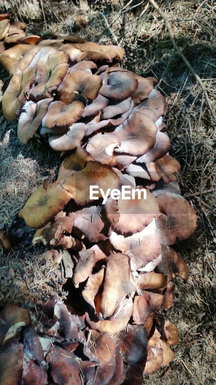 CLOSE-UP OF MUSHROOMS ON FIELD