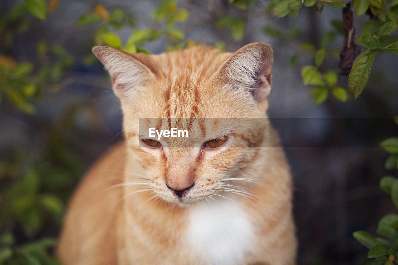 Close-up portrait of ginger cat outdoors