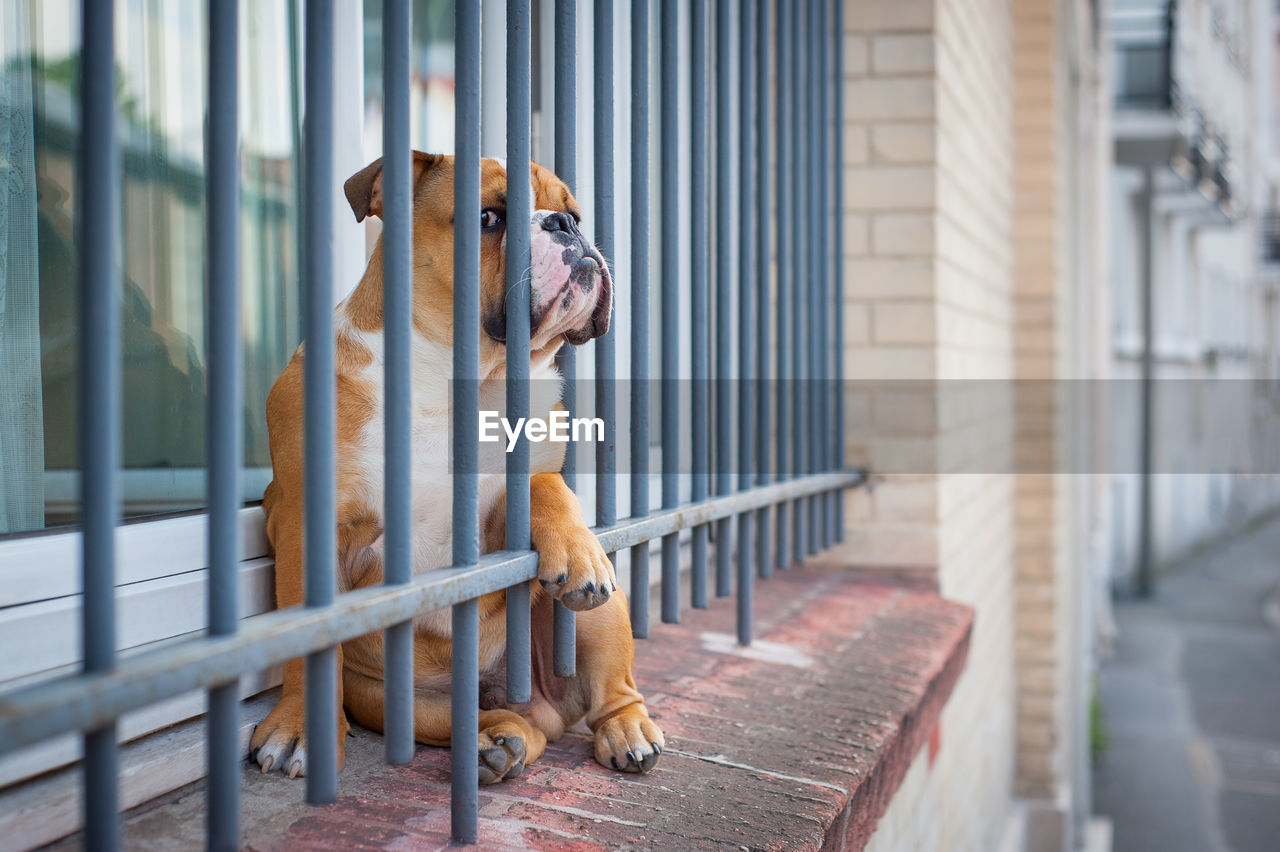 Close-up of dog standing outdoors