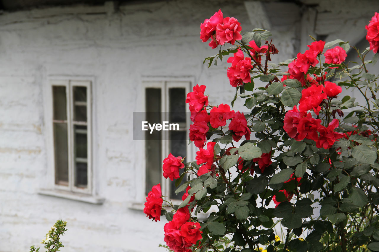 Close-up of flowers against building