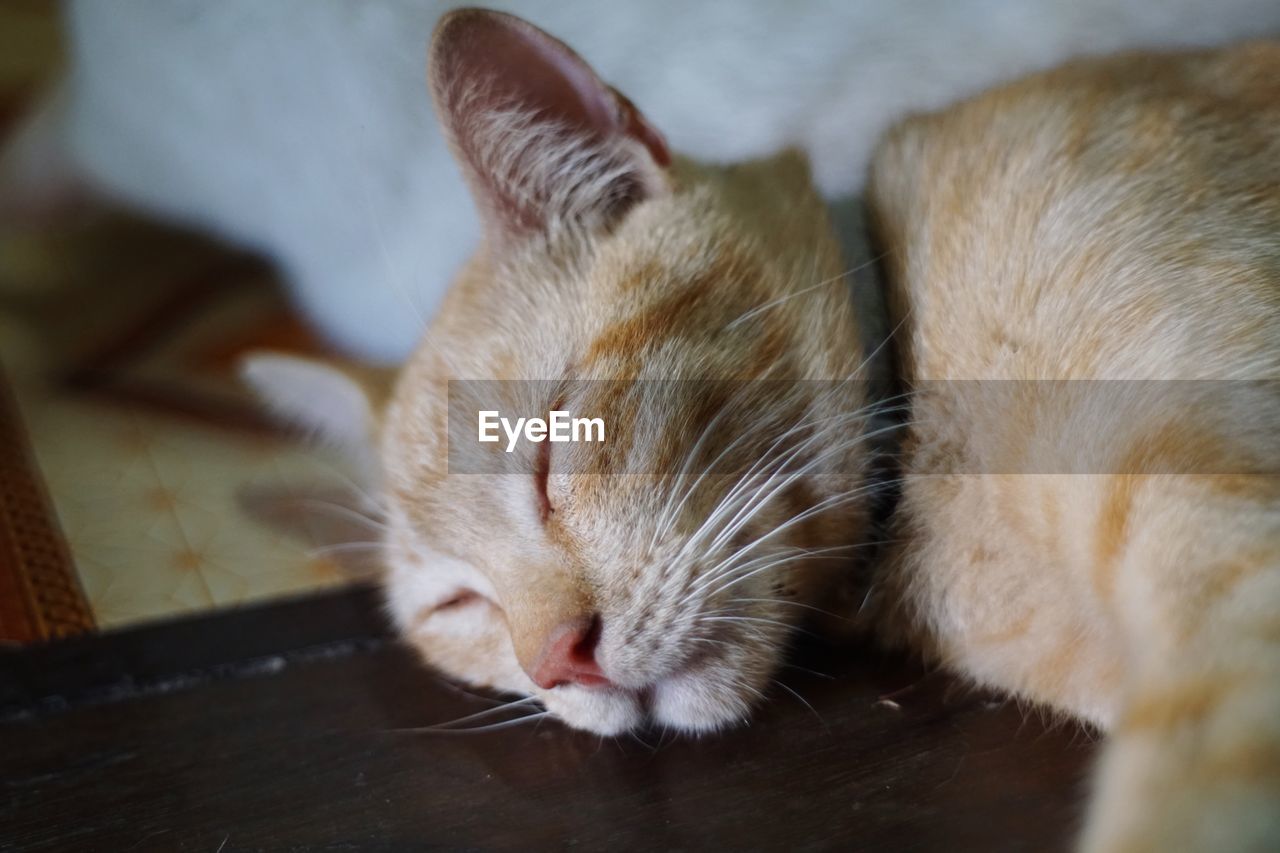 CLOSE-UP OF A CAT SLEEPING ON FLOOR