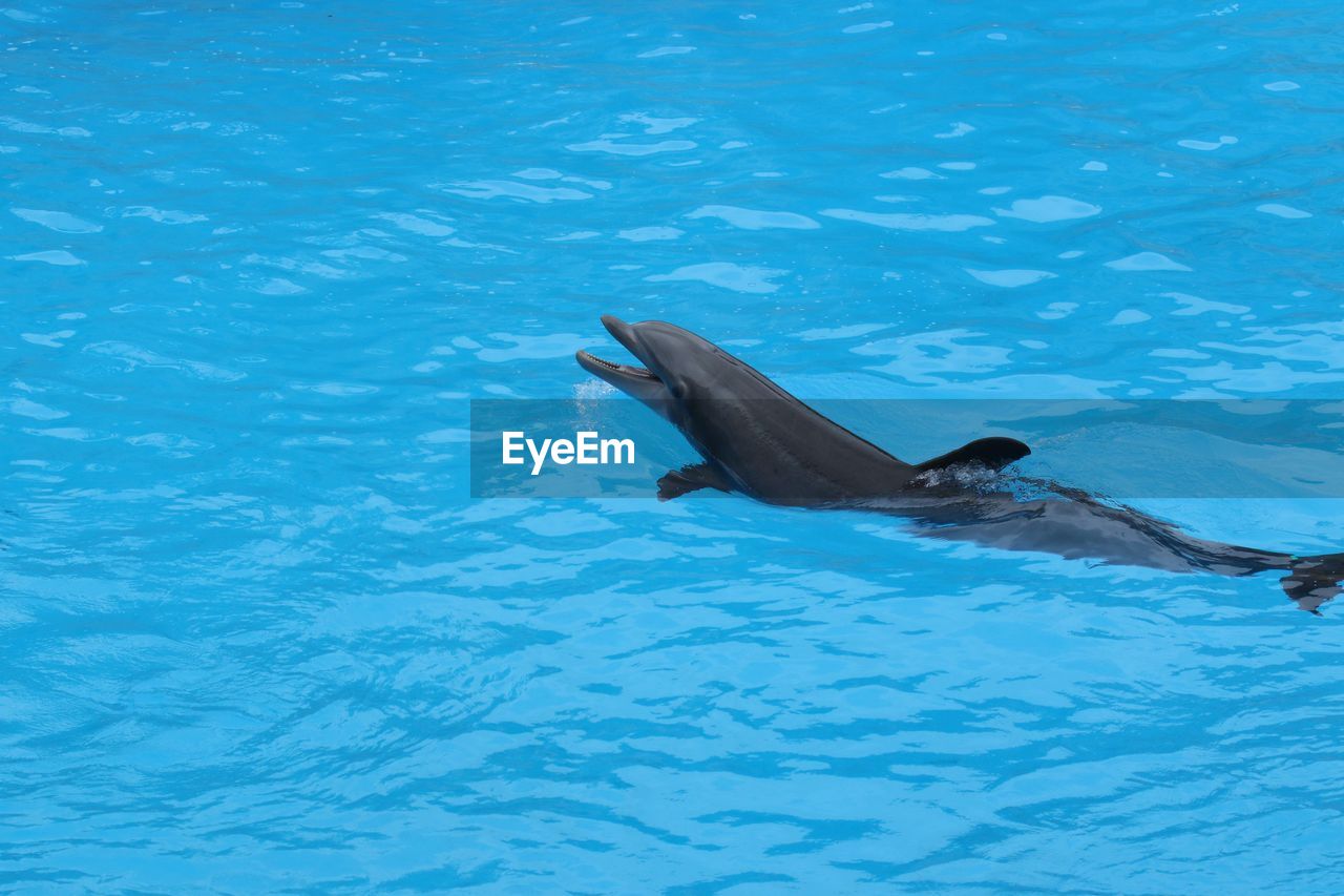 High angle view of dolphin swimming in pool at aquarium