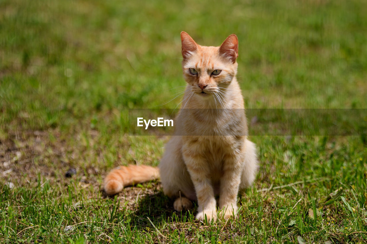 One yellow orange stray cat on a garden alley with green grass as blurred background