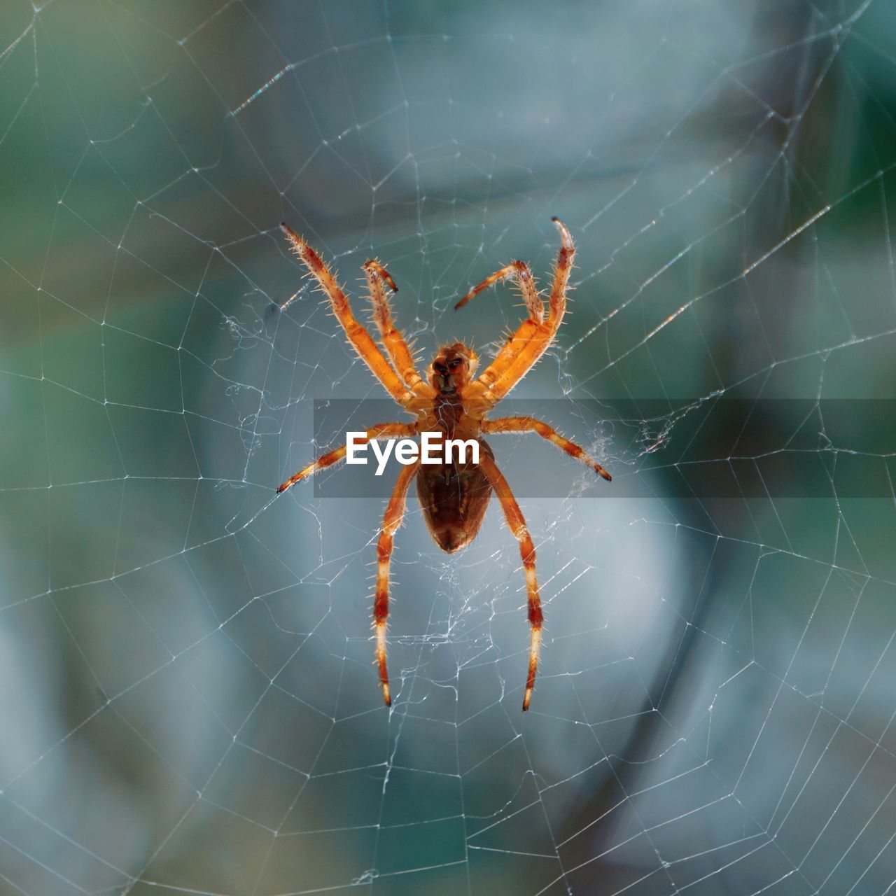 spider web, animal themes, animal, fragility, spider, arachnid, close-up, animal wildlife, one animal, wildlife, insect, focus on foreground, animal body part, no people, argiope, nature, beauty in nature, outdoors, animal leg, macro photography, macro, day, sign, spinning, zoology, complexity, selective focus, communication, pattern, animals hunting, weaving, limb