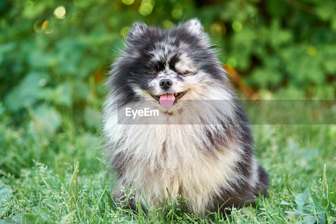 Pomeranian spitz dog in garden grass. cute pomeranian puppy on walk. funny spitz pom dog