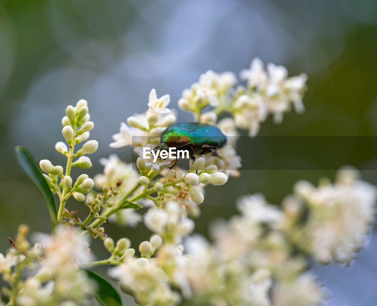 flower, plant, animal wildlife, flowering plant, animal themes, animal, blossom, nature, macro photography, beauty in nature, branch, insect, wildlife, freshness, close-up, green, one animal, springtime, fragility, selective focus, no people, honey bee, environment, outdoors, bee, flower head, food, growth, white, tree, macro, wildflower, day, pollen, shrub, spring, summer, food and drink, focus on foreground, petal, environmental conservation, eating, defocused, animal wing