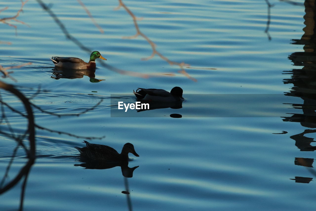 HIGH ANGLE VIEW OF DUCKS SWIMMING IN LAKE