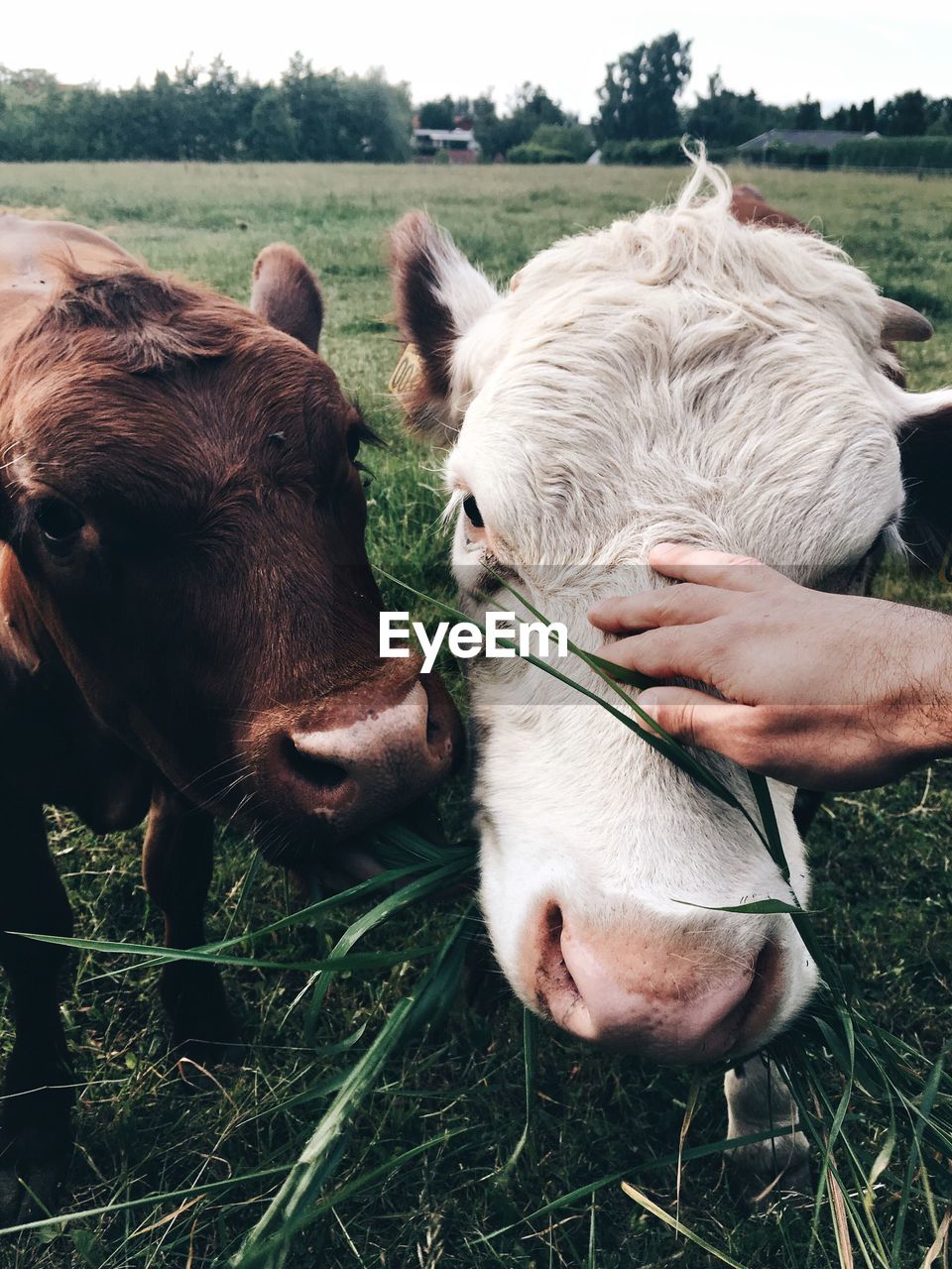 Close-up of person petting cow