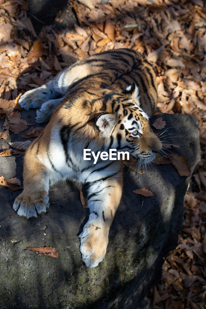 close-up of tiger lying on field