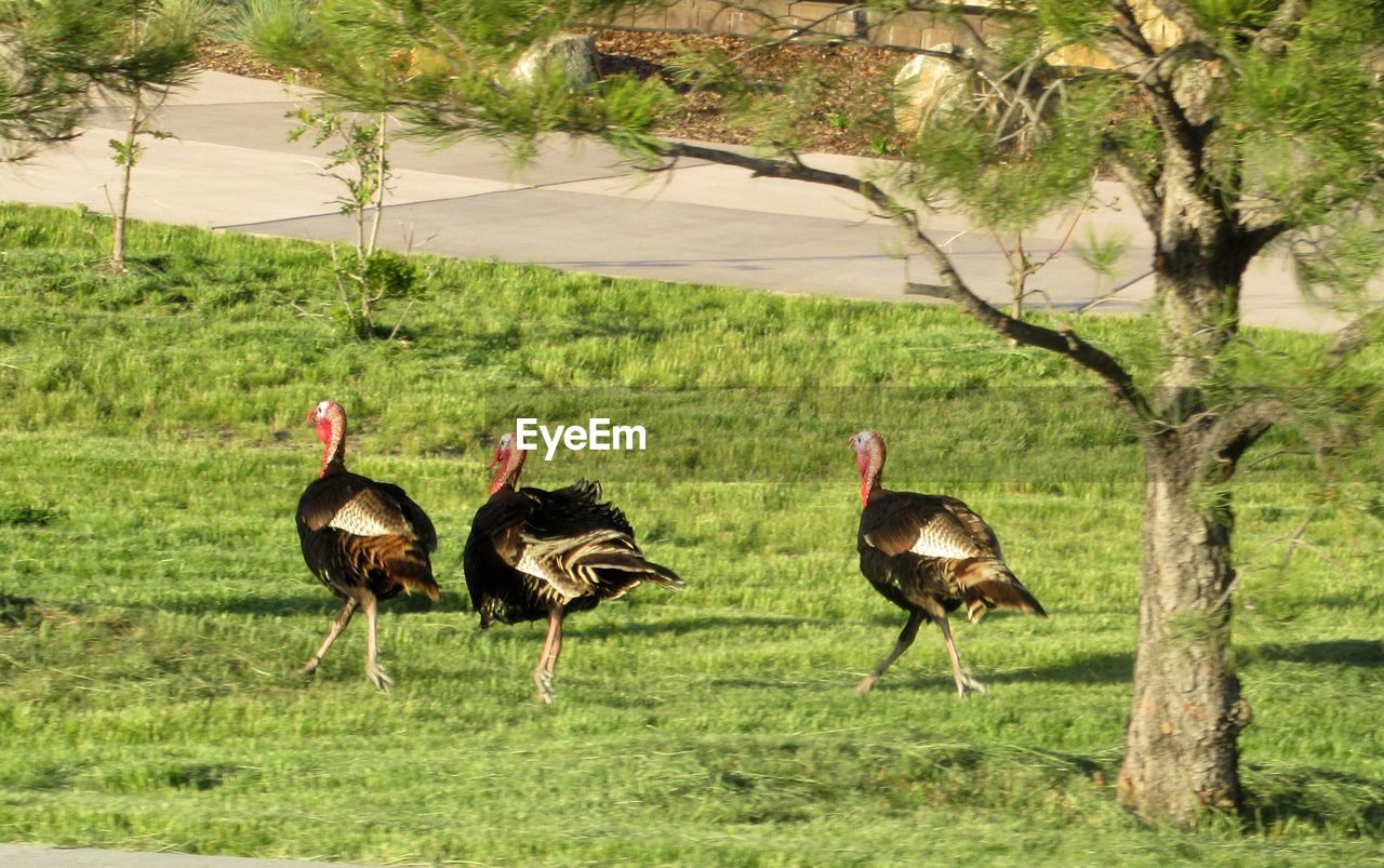 Three wild turkeys running through grass in colorado