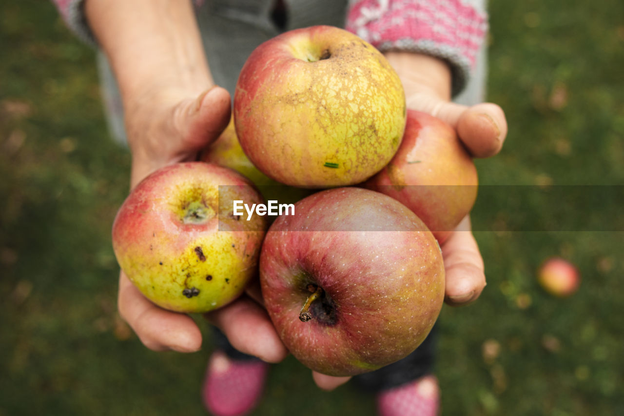 CLOSE-UP OF PERSON HAND HOLDING APPLE