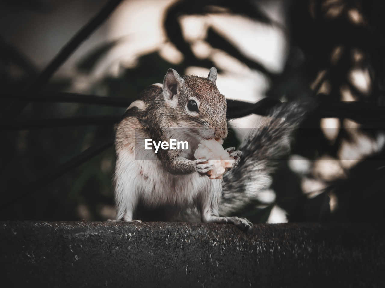 Close-up of squirrel