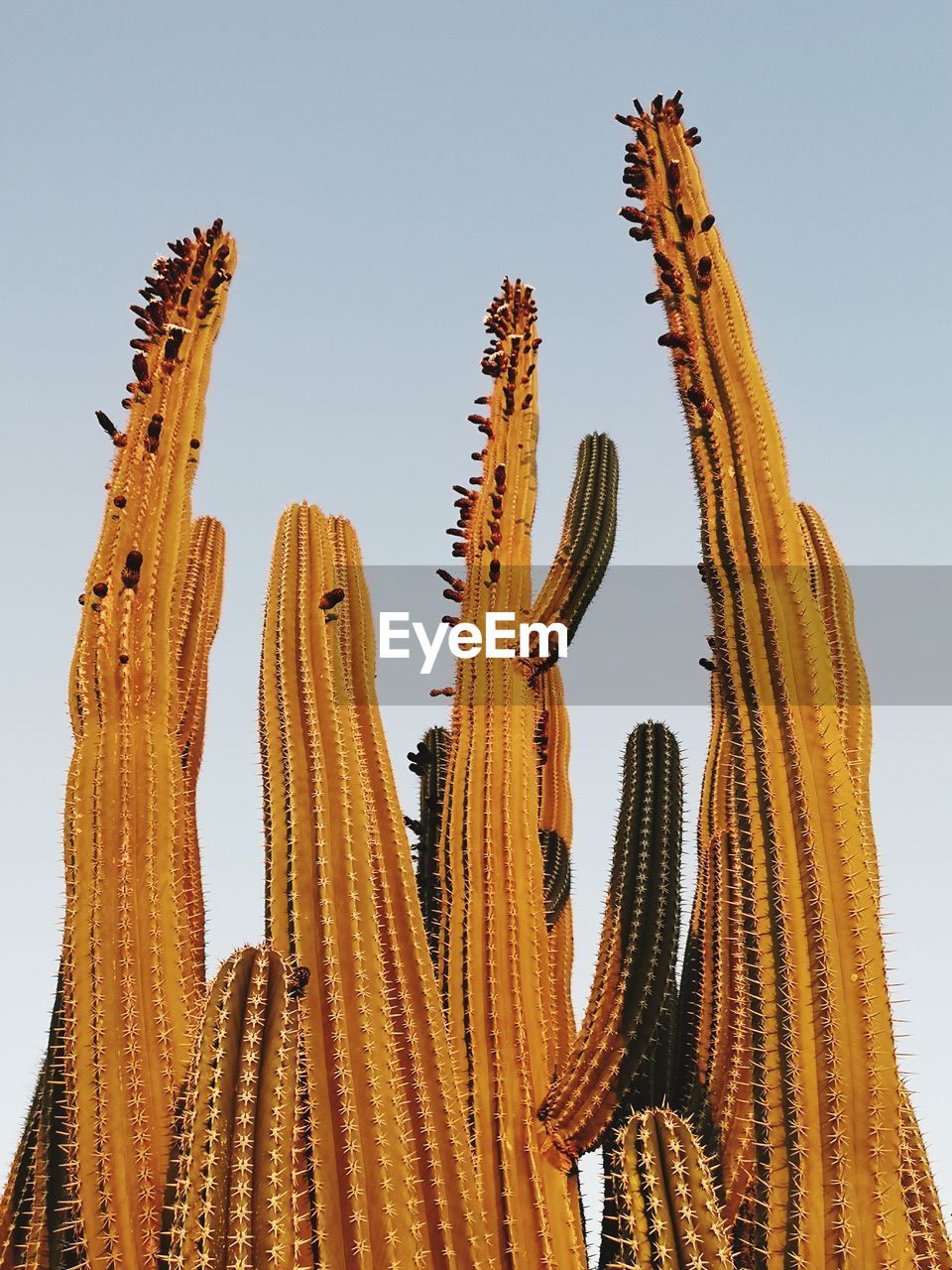 Low angle view of cactus against clear sky