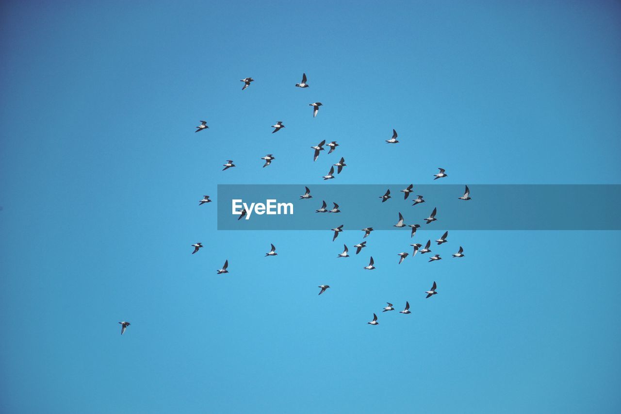 LOW ANGLE VIEW OF BIRDS IN SKY