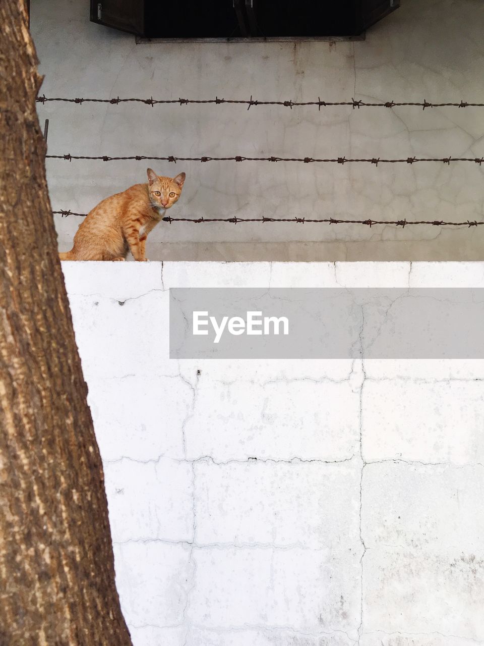 CAT ON RETAINING WALL