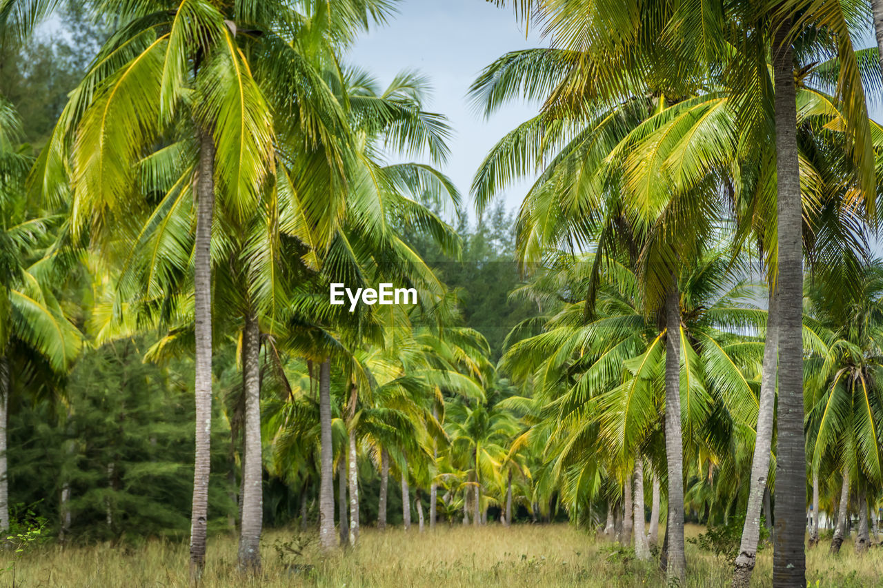 PALM TREES IN PARK