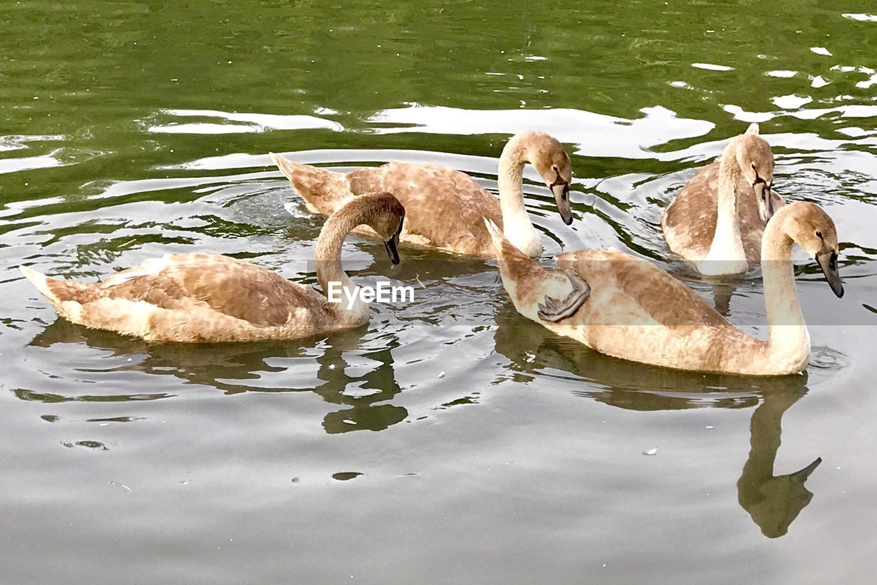 SWANS SWIMMING IN LAKE