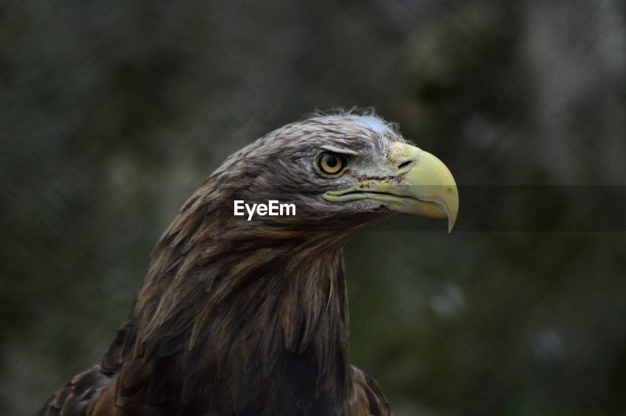 Close-up of a eagle