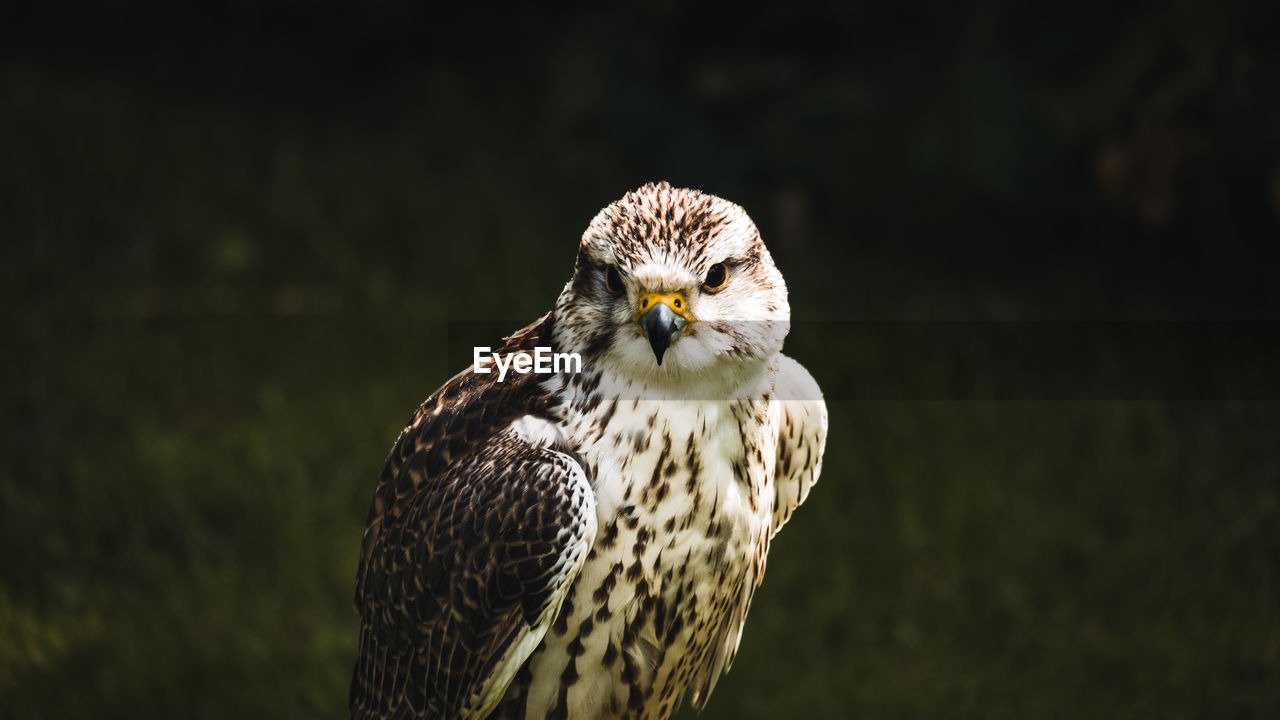 Close-up portrait of a bird