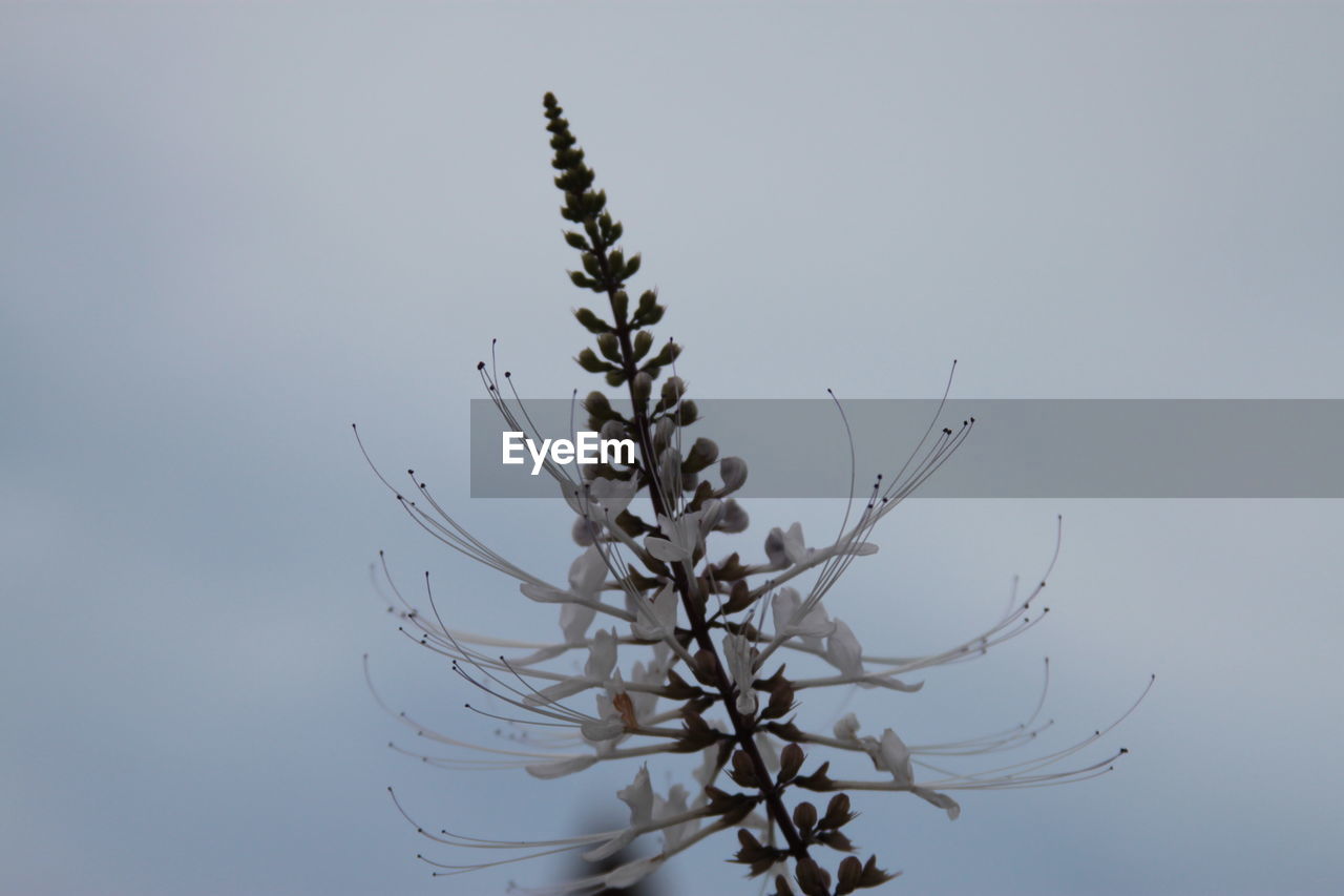 Low angle view of flowering plant against clear sky