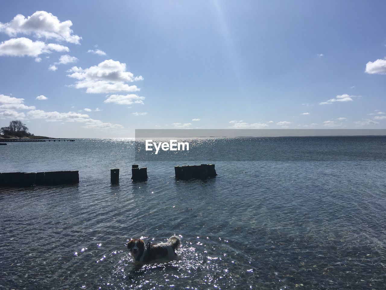 VIEW OF DUCKS IN SEA