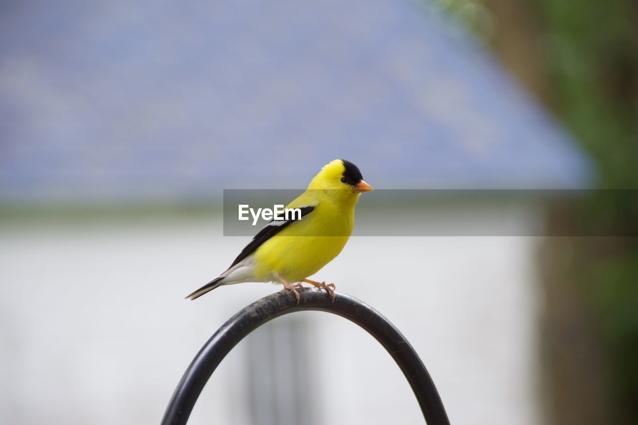 Gold finch perching on arch shaped metal