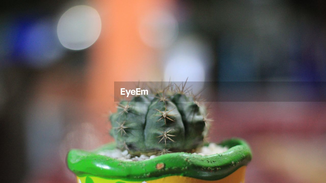 Close-up of cactus in flowerpot.