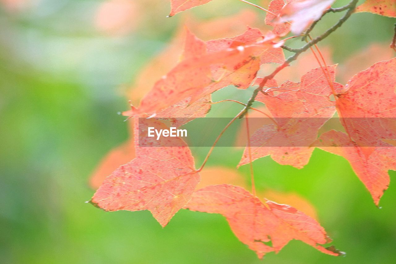 CLOSE-UP OF ORANGE LEAVES ON PLANT