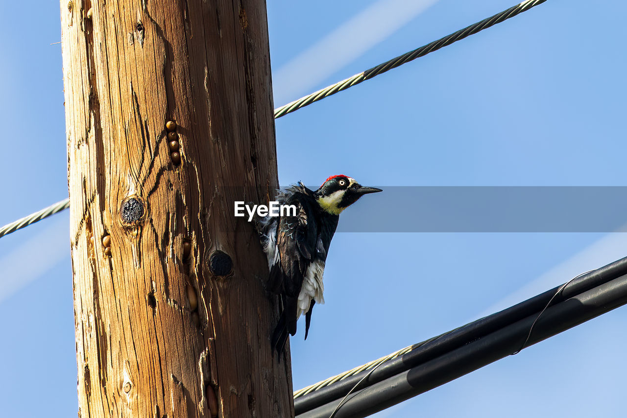 animal, animal themes, bird, animal wildlife, wildlife, sky, woodpecker, nature, one animal, perching, low angle view, clear sky, blue, no people, day, tree, outdoors, tree trunk, trunk, wood, cable