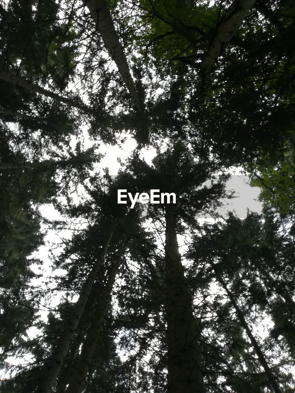 LOW ANGLE VIEW OF TREE BRANCHES