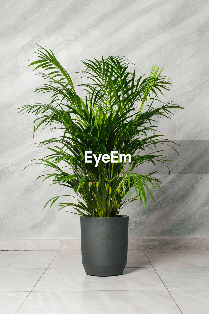 plant, nature, houseplant, indoors, growth, flowerpot, leaf, no people, potted plant, green, plant part, flooring, grass, flower, branch, herb, wall - building feature, food