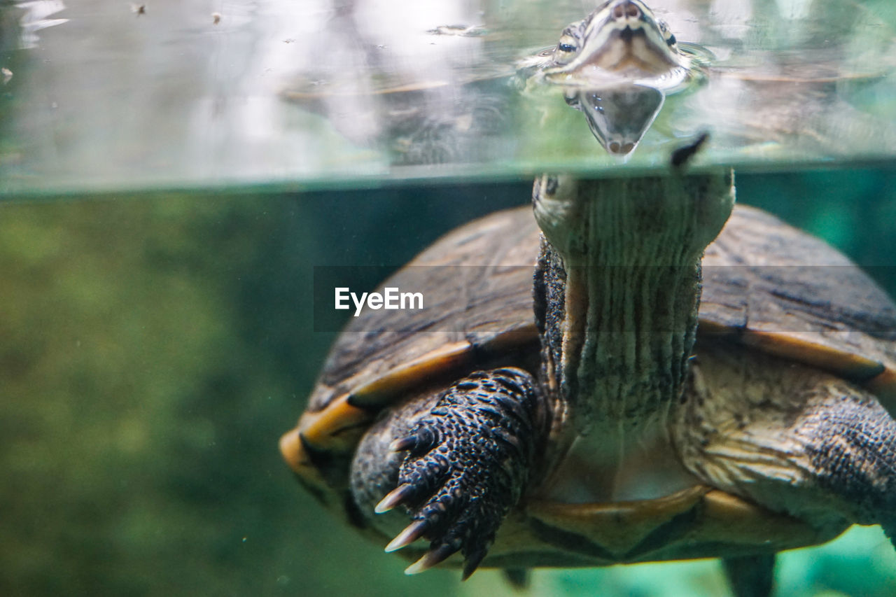 CLOSE-UP OF A TURTLE IN THE SEA