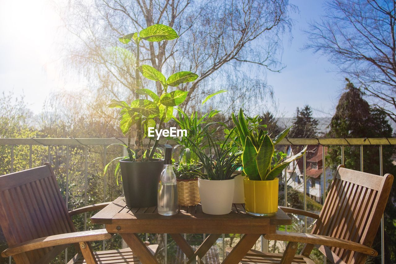POTTED PLANTS ON TABLE