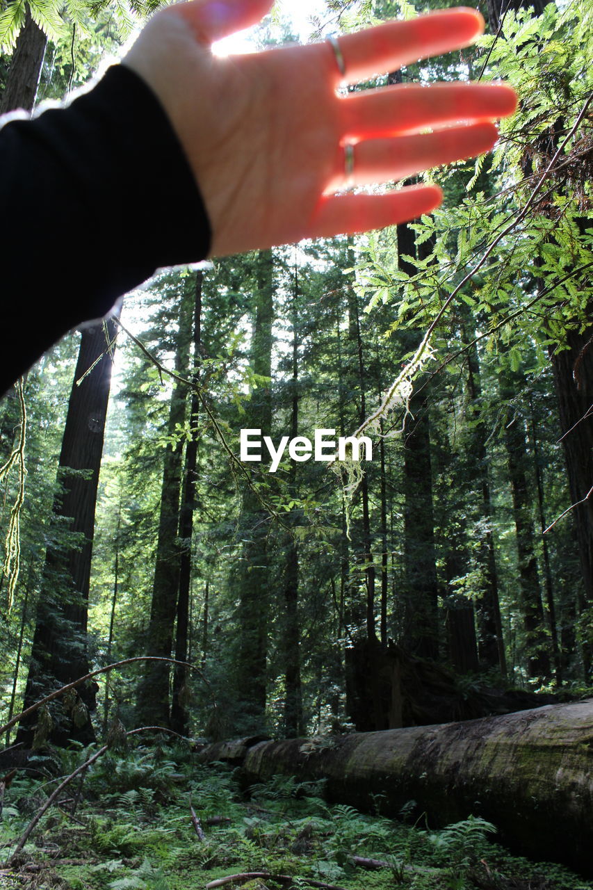 CLOSE-UP OF HAND HOLDING TREE TRUNK IN FOREST